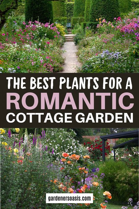 How To Create A Romantic Cottage Garden English Garden Backyard Patio, Low Maintenance English Garden, English Cottage Style Backyard, Small Lush Garden, Cottage Garden Evergreen Plants, Large Cottage Garden, Cottage Garden In Pots, Cottage Garden Ideas Farmhouse, Cottage Front Garden Ideas