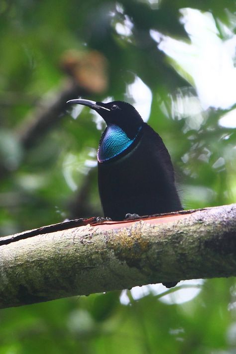 Magnificent Riflebird | by Calidris! Magnificent Riflebird, Maluku Islands, Australian Birds, Exotic Birds, Birds Of Paradise, Paradise, Birds