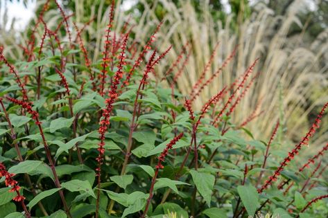 Salvia Confertiflora, Nursery Garden, Garden Flower Beds, Plant Design, Front Garden, Flower Beds, Garden Plants, Flower Garden, Plant Leaves