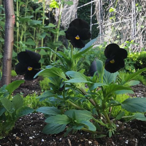 Kat Von D holds many titles: tattoo boss, makeup maven, animal rights activist, and now, goth gardener. If you follow her on Instagram, you've undoubtedly Eerie Photos, Black Petunias, Black Calla Lily, Gothic Flowers, Black Peony, Goth Garden, Light Purple Flowers, Ginger Flower, Gothic Garden