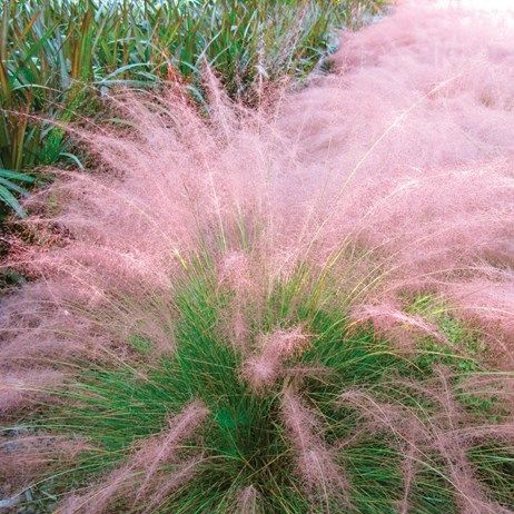 Cotton Candy Grass, Garden Yard Ideas, Ornamental Grasses, Lawn And Garden, Grasses, Dream Garden, Ikebana, Garden And Yard, Green Thumb