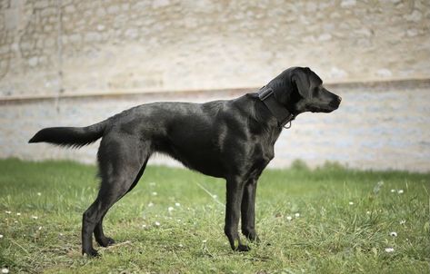 Conditioned Dogs, American Labrador, Dog Pond, Mexican Hairless Dog, Dog Doctor, Hairless Dog, Cool Dogs, Black Labrador Retriever, Black Labs