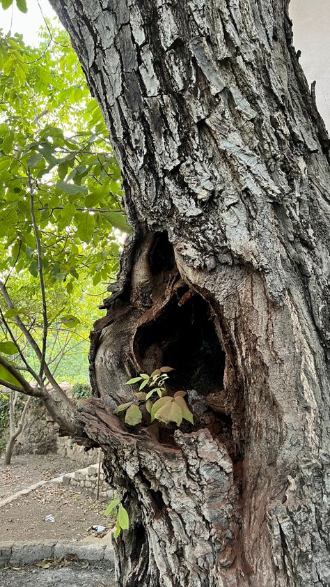 Oak Tree Bark, Bigfoot Art, Canvas Art Painting Acrylic, Hollow Tree, Tree Drawings Pencil, Art Drawings Sketches Pencil, Old Trees, Old Tree, Landscape Art Painting