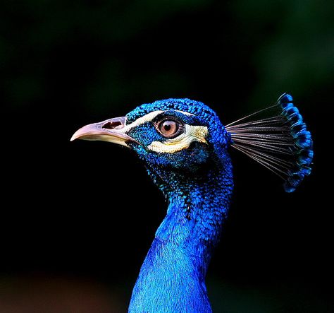 Peacock Images, Colourful Birds, Peacock Pictures, Peacock Painting, Blue Peacock, Peacock Art, Peacock Bird, Bird Wallpaper, Exotic Birds