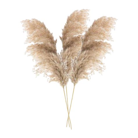 Pink Boho Bedroom, Enneagram Type 4, The Enneagram, Dried Pampas, Raw Color, Pampas Grass Decor, Flower Graphic Design, Socialite Family, Dry Plants