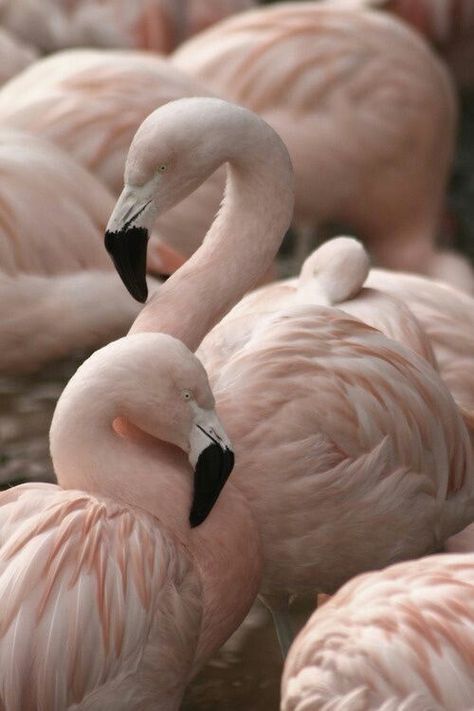 A Well Traveled Woman, Jolie Photo, Pink Flamingos, 귀여운 동물, Bird Feathers, Beautiful Creatures, Beautiful Birds, Animals Beautiful, Pale Pink