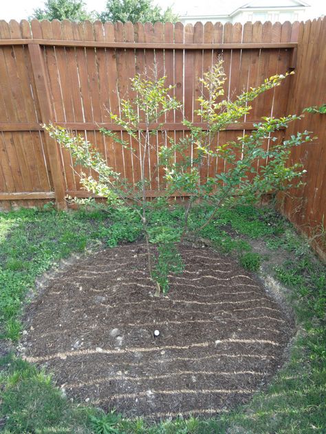 identification - Do I have a Crepe Myrtle Bush or Tree? - Gardening & Landscaping Stack Exchange Crepe Myrtle In Pots, Crepe Myrtle Landscaping, Crepe Myrtle Bush, Crepe Myrtles, Crepe Myrtle Trees, Curb Appeal Landscape, Myrtle Tree, Patio Trees, Arbor Day