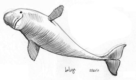 Art by Jeane Nevarez: October 2011 Beluga Whale Tattoo, Beluga Tattoo, Beluga Whale Drawing, Beluga Drawing, Beluga Whale Art, How I Draw Belugas, Cute Beluga Whale Drawing, Beluga Whale Tattoo Drawings, Beluga Characters