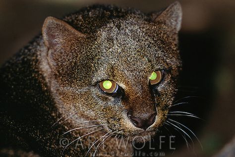 Reflective Eyes Animal, Tapetum Lucidum, Vault Dweller, Masai Mara National Reserve, Random Cute Things, Art Wolf, Animal Eyes, Cat Species, Glowing Eyes