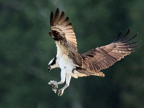 The report recommended the osprey be adopted as the official bird for the City of Kawartha Lakes for a few reasons.

“Declaring the osprey the city’s official bird supports the strategic plan’s priority for a healthy environment as it highlights the natural beauty and rich biodiversity of the city,” Jull noted in his report. “Supporting the interconnectedness of nature helps develop an exceptional quality of life.”

In addition, the osprey is central to the City of Kawartha Lakes brand, havi Kawartha Lakes, Event Advertising, Strategic Plan, Dance Company, Healthy Environment, Fundraising Events, Business Events, Quality Of Life, Community Events