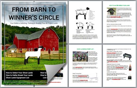 4h Lamb Projects, Show Lamb Barn Ideas, Showing Lambs, Ffa Lamb, Sheep Showing, Raising Sheep, Livestock Judging, 4h Projects, Showing Livestock