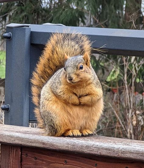 Fat Squirrel, Fat Animals, Cute Small Animals, A Squirrel, Can You Help Me, Chinchillas, Can You Help, Happy Girl, Fluffy Animals