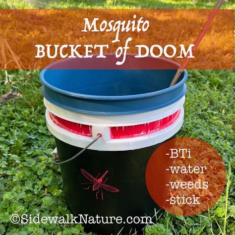 Mosquito Bucket of Doom – Sidewalk Nature Mosquito Trap Homemade, Backyard Mosquito Repellent, Mosquito Dunks, Mosquito Repellent Homemade, Mosquito Traps, Plant Saucers, Mosquito Spray, Mosquito Larvae, Kill Mosquitos