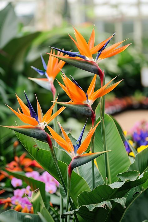 The Bird of Paradise is an eye-catching plant with bright orange and blue flowers resembling a tropical bird in flight, making it a stunning centerpiece in gardens and floral arrangements.  Light: Full sun to partial shade. Water: Allow the top inch of soil to dry out between waterings. Soil: Well-draining, fertile soil. Temperature: 65-70°F (18-21°C). Humidity: Moderate to high. Fertilizer: Balanced liquid fertilizer, every 2-4 weeks during growing season.Its striking flowers are a great conversation starter, perfect for sunny spots.  #BirdOfParadise #Garden #TropicalPlants #FloralBeauty Flowers That Look Like Birds, Orange Flowering Plants, Hawaiian Wedding Themes, Orange And Blue Flowers, Costa Rica Art, Strelitzia Reginae, Birds Of Paradise Plant, Bird Of Paradise Flower, Floral Design Classes