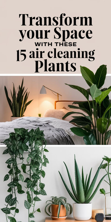 Make your home a sanctuary! These 15 air purifying plants not only look amazing but also improve air quality effortlessly. Perfect for plant lovers and beginners alike. 🌿 #GreenLiving #HealthyHome Best Air Purifying Plants, Air Cleaning Plants, Boston Fern, Snake Plants, Plant Care Tips, Improve Indoor Air Quality, Air Purifying Plants, Air Purifying, Fiddle Leaf