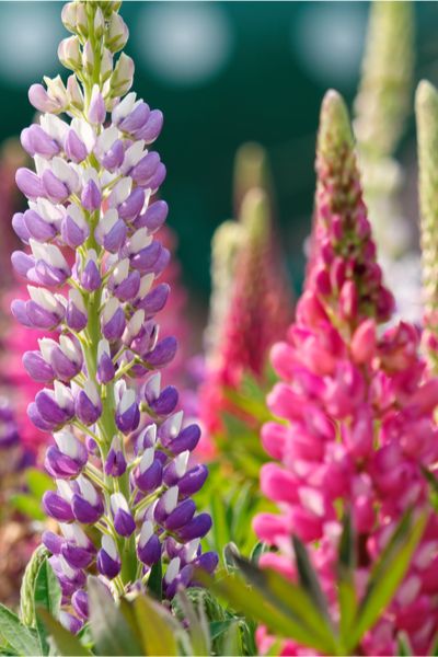 How To Grow Lupines - The Perennial That Actually Improves Soil! Wild Lupine Flowers, Growing Lupine, Growing Lupine From Seed, Lupins Flowers Garden, Lupine Flowers Garden, Lupines Flowers, Perennial Flowers, Lupines Garden, Lupine Flowers