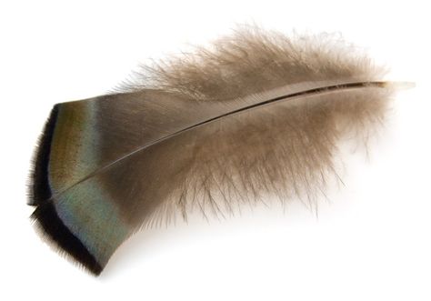 wild turkey feather - photo/picture definition - wild turkey feather word and phrase image Types Of Feathers, List Of Birds, Good Restaurants, Birds Watercolor, Street Performers, Owl Feather, Bird Identification, What Is A Bird, Flightless Bird