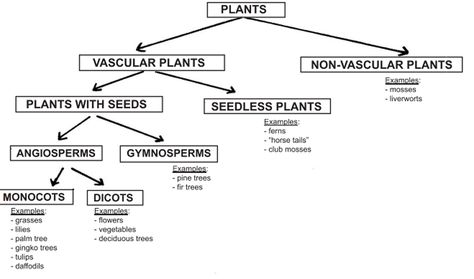 Classification of plants vascular and non-vascular Classification Of Plants, Classifying Plants, Life Science Classroom, Teaching Plants, Biology Plants, Plant Classification, Biology Classroom, Montessori Lessons, Plant Study