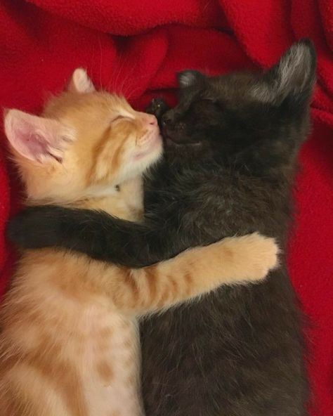 Orange Kittens, Cat Hug, Cat Couple, Cat Cuddle, Arte Van Gogh, Orange Cats, A Black Cat, About Animals, Ginger Cats