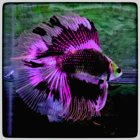 Fish Types, Betta Fish Types, Cool Fish Tanks, Pretty Fish, Betta Fish Tank, Beta Fish, Nature Food, Cool Fish, Beautiful Sea Creatures