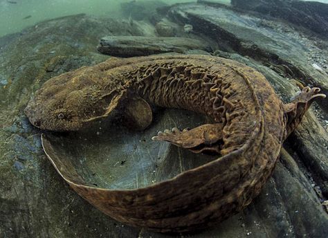 Eastern hellbender Hellbender Salamander, Chinese Giant Salamander, Spec Evo, Giant Salamander, Conservation Biology, Salamanders, Animal Education, Reptiles Pet, Reptiles And Amphibians