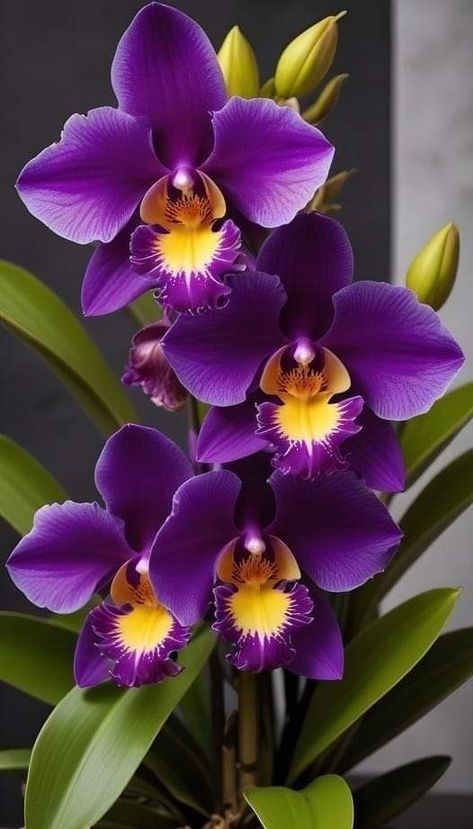 Magical Flowers, Orchid Varieties, Hawaii Flowers, Beautiful Flowers Images, Exotic Orchids, Beautiful Flowers Photography, Flower Painting Canvas, Beautiful Flowers Photos, Purple Orchids