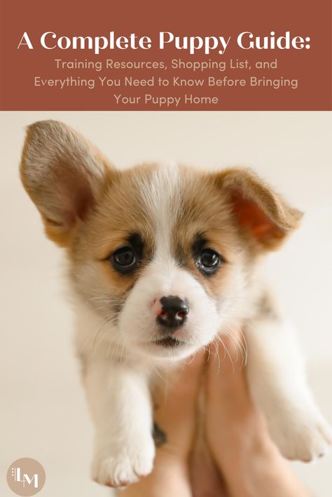 Complete Puppy Guide: Essentials You Need + Should Know When Bringing Your Puppy Home. — living minnaly Puppy Guide, Train A Puppy, Puppy Feeding, Puppy Socialization, Puppy Training Tips, Grooming Tips, Cat Items, Poodle Puppy, Crate Training