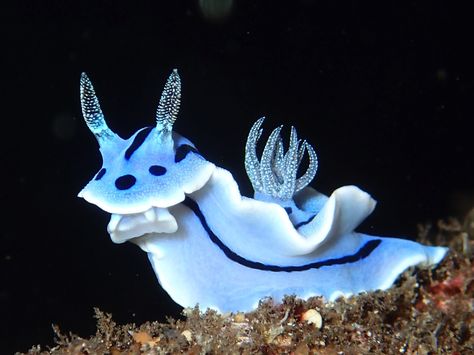 How can a slug look so CUTE? Sea Slug, Slug, Blue, White