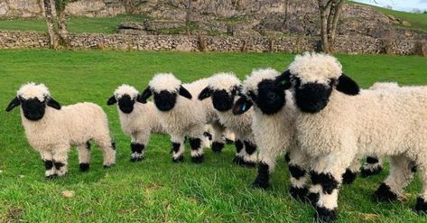 We've got a new favorite animal! They're so cute, in fact, that we'll bet you'll become an instant fan, too. Blacknose Sheep, Valais Blacknose, Valais Blacknose Sheep, Ireland Aesthetic, Best Of Ireland, Limerick Ireland, Ireland Tours, Irish Countryside, Sheep Breeds