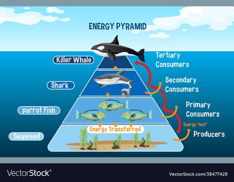 Ocean Food Web, Ecological Pyramid, Ocean Food, Education Illustration, Energy Pyramid, Oceans 11, Science Projects For Kids, Marine Ecosystem, Energy Transfer