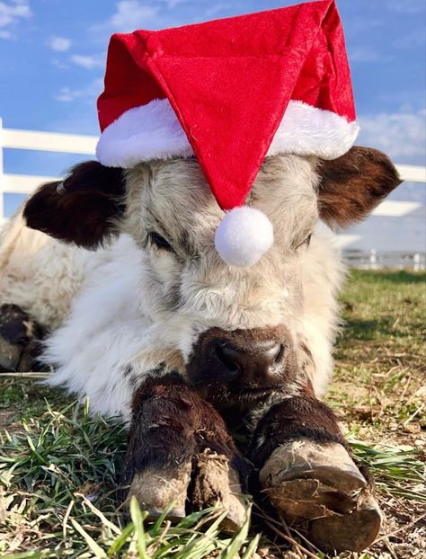 Fluffy Cows Christmas, Cow Asthetic Picture Wallpaper, Christmas Highland Cow Wallpaper, Highland Cow Christmas Wallpaper, Christmas Animal Wallpaper, Christmas Cow Wallpaper, Cows In Snow, Christmas Cows, Christmas Farm Animals