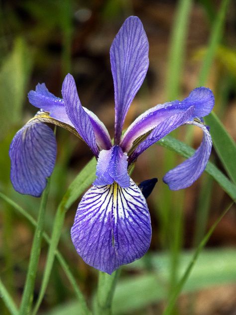 Beachwear Aesthetic, Backyard Mural, Iris Flower Tattoo, Blue Flag Iris, Iris Versicolor, Siberian Iris, Botanical Bathroom, Greenery Flowers, Wild Geranium