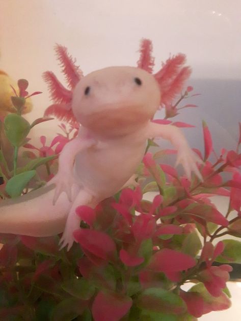 Axolotl Cute, Tattoo Nature, Photographie Portrait Inspiration, Pretty Animals, Silly Animals, Cute Animal Photos, Marine Animals, Cute Creatures, Sweet Animals