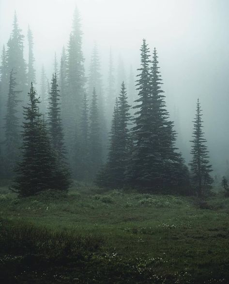 presents @shreddin_kevin Mystic Misty Mount Rainier Tag your photo #divine_forest We look forward to share your forest passion Divine… Dark Naturalism, Dark Forest Aesthetic, Dark Landscape, Dark Green Aesthetic, Foggy Forest, Misty Forest, Dark Places, Dark Forest, Nature Aesthetic