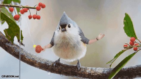 These GIFs of Birds With Arms Are Gentle Reminder of What is to Come in The Future With Science Bending The Rules of Nature Modern Birds, Beautiful Gif, Very Funny Pictures, Maine Coon, Ping Pong, Funny Photos, Cat Memes, Beautiful Images, Funny Images