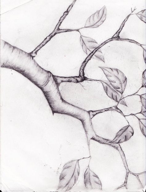 branch Old Sketchbook, Nature Drawings, Branch Drawing, Basic Sketching, Vine Drawing, Drawing Tree, Stick Drawings, Nostalgic Art, Art Sketches Pencil