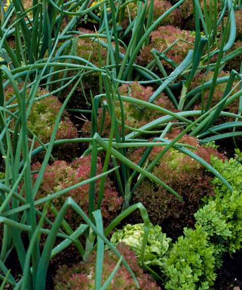 What is intercropping? Tips from an experienced vegetable grower | Interior Design Advice, Plant Combinations, Healthy Vegetables, Design Advice, Shopping Hacks, Vegetable Garden, Garden Plants, At Home, Home And Garden