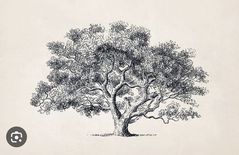 Oak Tree Illustration, Tattoo Trees, Oak Tree Drawings, Oak Tree Tattoo, Tree Sketches, Small Tattoo Designs, Tree Illustration, Tree Drawing, Tree Tattoo