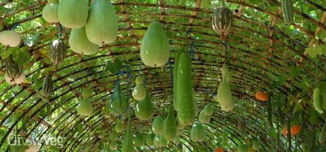 If you don't have much space on the ground, it makes sense to train your vegetables and fruits upwards. Arches are a very efficient, not to mention attractive, way of growing vining vegetables such as squashes... Squash Arch, Climbing Vegetables, Squash Trellis, Garden Archway, Arch Trellis, Vertical Vegetable Garden, Garden Vines, Garden Arches, Artistic Space