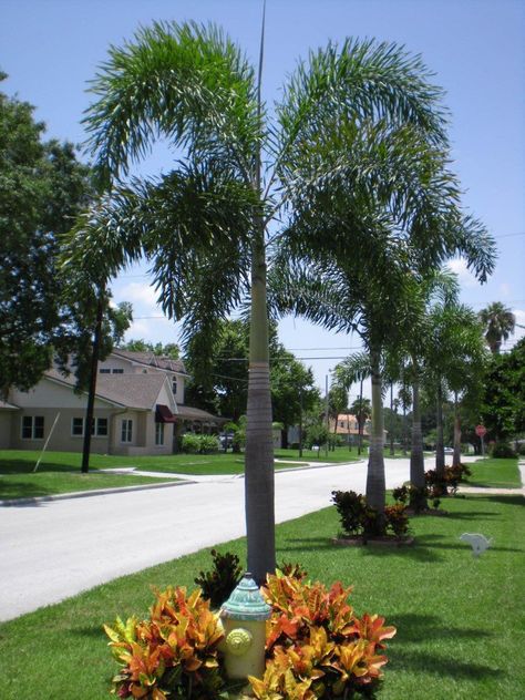 Tips & Advice Blog Foxtail Palm Tree, Foxtail Palm, Palm Trees Garden, Modern Garden Landscaping, Florida Palm Trees, Palm Trees Landscaping, Small City Garden, Florida Landscaping, Palm Garden