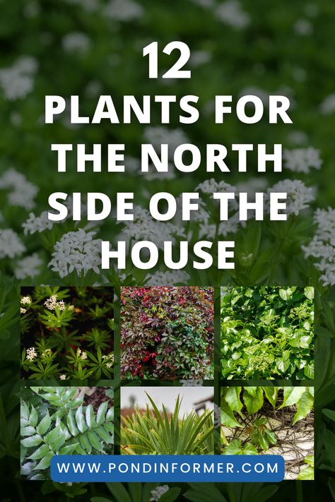 Explore a curated selection of twelve plant varieties perfectly suited for the north-facing side of your home. #NorthSidePlants #ShadeGardening #CurbAppeal North Facing Yard Landscaping, Plants For North Side Of House, Landscaping North Side Of House, North Facing Landscaping, North Facing Landscaping Front Yard, North Facing House Landscaping, North Side Of House Landscaping, North Facing Plants Outdoor, North Facing Front Garden