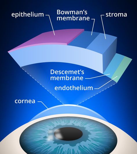 Cornea Eye, Eye Structure, Psychology Notes, Body Wisdom, Lasik Surgery, Biochemistry, The Two, Surgery, Psychology