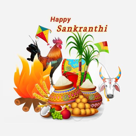 sankranthi image. sankranthi wishes Sankranthi Wishes In English, Sankranthi Wishes In Telugu, Sankranthi Designs, Sankranthi Wishes, Moana Poster, Sankranthi Festival, Happy Pongal Wishes, Pongal Wishes, Happy Sankranti