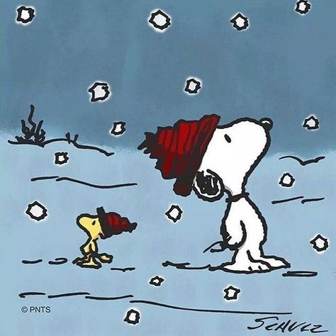 Christmas Profile Pictures, Woodstock Snoopy, Snoopy Dog, Snoopy Images, Love Winter, Snoopy Wallpaper, Snoopy Pictures, Peanuts Christmas, Snoop Dog