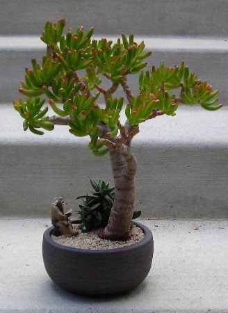 Ceramic Tattoo, Jade Bonsai, Bonsai Tree Care, Succulent Bonsai, Bonsai Styles, Jade Plant, Indoor Bonsai, Crassula Ovata, Bonsai Art