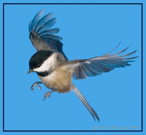 . Birds Flying Photography, Chickadee Art, Chickadee Bird, Black Capped Chickadee, Chickadees, Traditional Japanese Art, Bird Pictures, Birds Tattoo, Little Birds