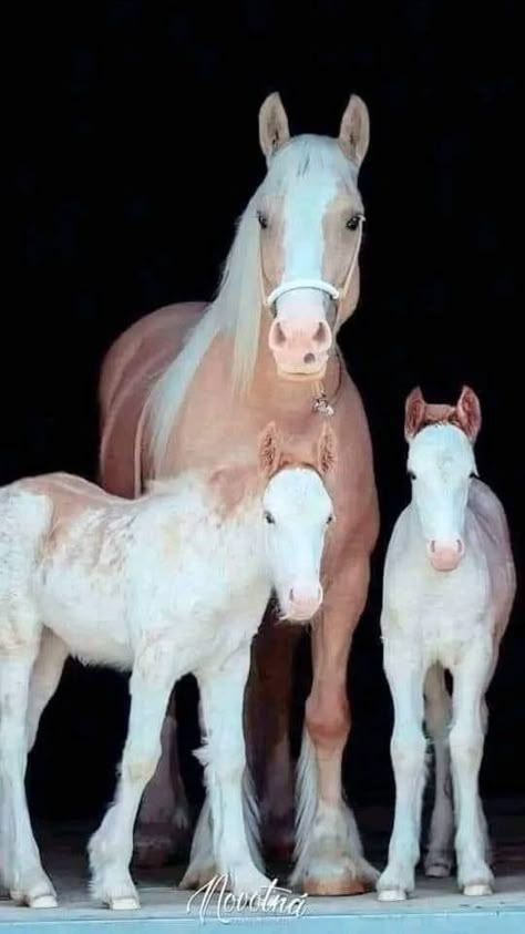 Beautiful Dog Pictures, Foal Horse, I Love Horses, Beautiful Horses Photography, Images Of Animals, Cute Horse Pictures, Love Horses, Big Horses, Most Beautiful Horses