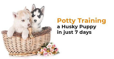 Husky Care, Husky Puppy Training, Puppy Toilet Training, Husky Training, Crate Train, Dog 101, Kitten Supplies, Training A Dog, Train A Puppy