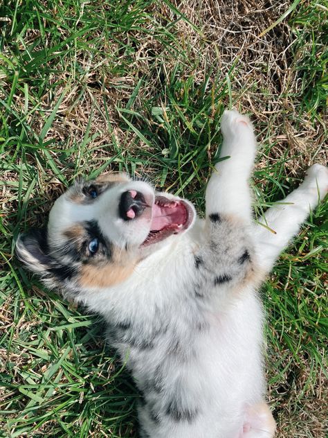 Mini Aussie Blue Merle, Mini Blue Merle Australian Shepherd, Mini Australian Shepherd Full Grown, Mini Aussie Shepherd, Blue Merle Australian Shepherd, Mini Aussie Puppy, Mini Australian Shepherd, Mini Aussies, Aussie Puppy