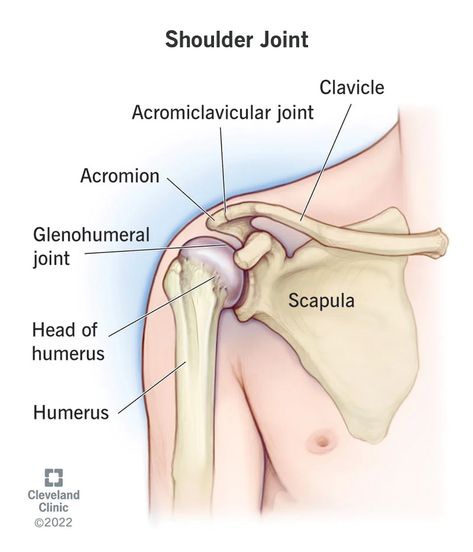 How Your Shoulder Joint Works Anatomy Stickers, Joints Anatomy, Fracture Healing, Arm Bones, Shoulder Bones, Ligaments And Tendons, Body Wellness, Reduce Swelling, Light Exercise